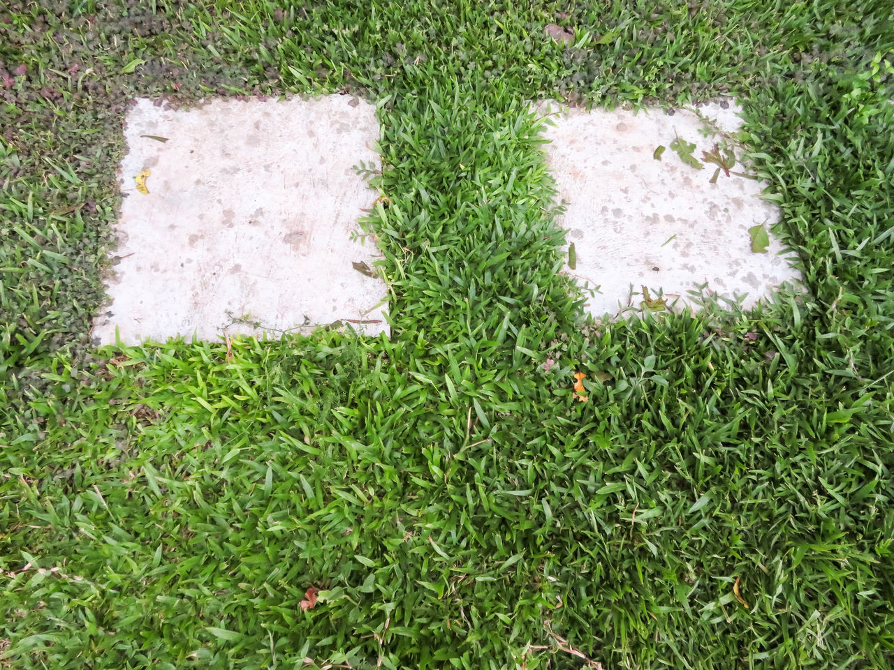 HIGH ANGLE VIEW OF HEART SHAPE ON GRASS