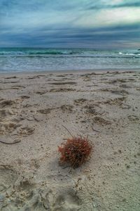 Close-up of sea shore at beach against sky