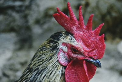 Close-up of parrot