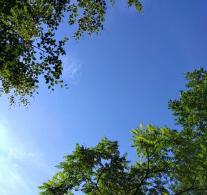 Low angle view of trees against blue sky