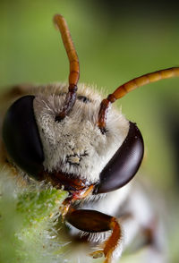 Close-up of insect