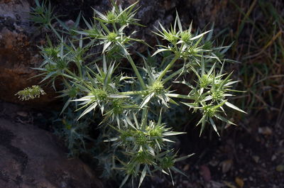 High angle view of potted plants on field