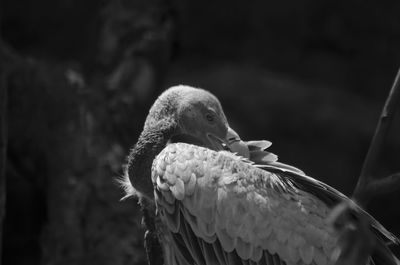 Griffon vulture