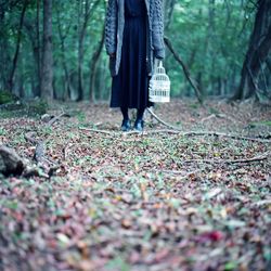 Fallen tree in forest