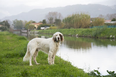 Portrait of dog standing in lake