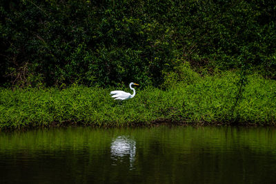 Bird in a lake