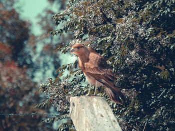 Close-up of a bird perching on wood