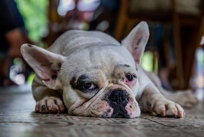 Close-up portrait of a dog