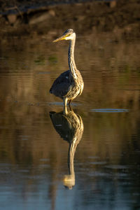 Grey heron stands turning head in waterhole