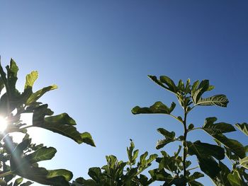 Low angle view of tree against clear blue sky