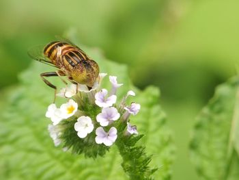 Close-up of butterfly pollinating on flower