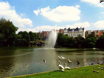 Swans swimming in water against sky