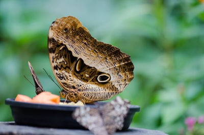 Close-up of butterflies in bowl on table