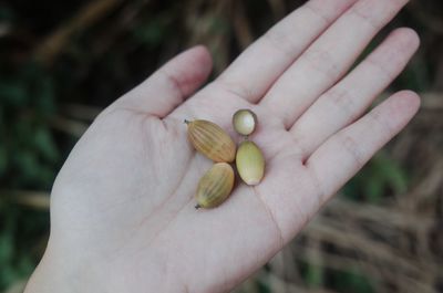 Close-up of hand holding fruit