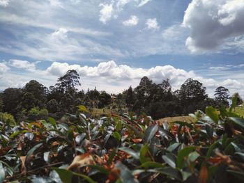 Trees on landscape against cloudy sky