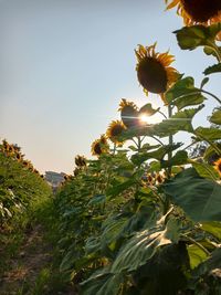 Close-up of flowering plant against clear sky during sunset