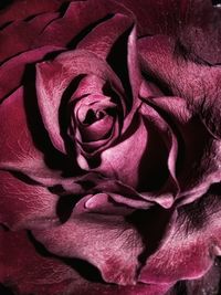 Close-up of pink rose