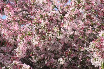 Full frame shot of cherry blossom tree