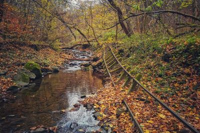 Plants growing by stream in forest during autumn