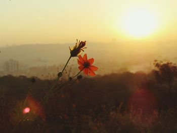 Plants growing on field at sunset