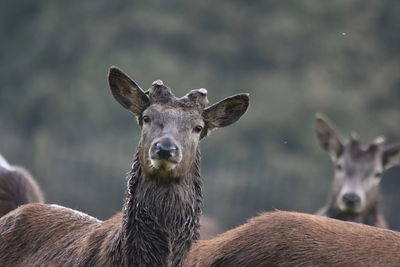 Portrait of deer