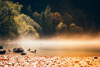 View of birds on the beach