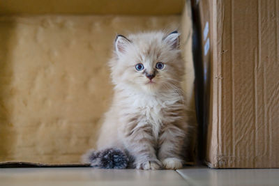 Portrait of kitten sitting