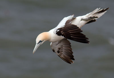 Close-up of seagull flying