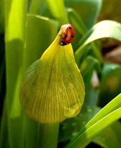 Close-up of ladybug on  allium plant