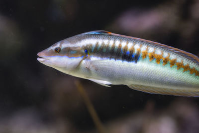 Close-up of fish swimming in sea