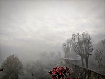 Trees against sky during winter