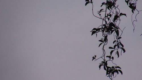 Low angle view of leaves