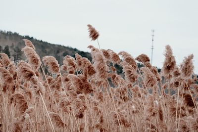 Dry grass in the winter 