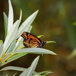 Butterfly on leaf