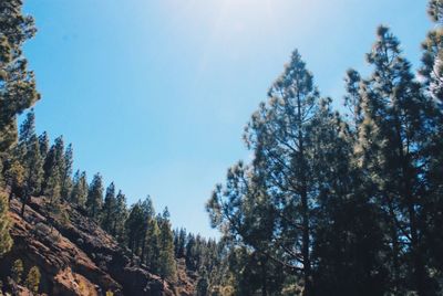 Low angle view of trees against clear blue sky