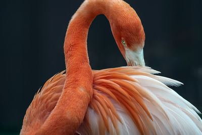 Close-up of a bird