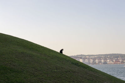 View of a horse on a land