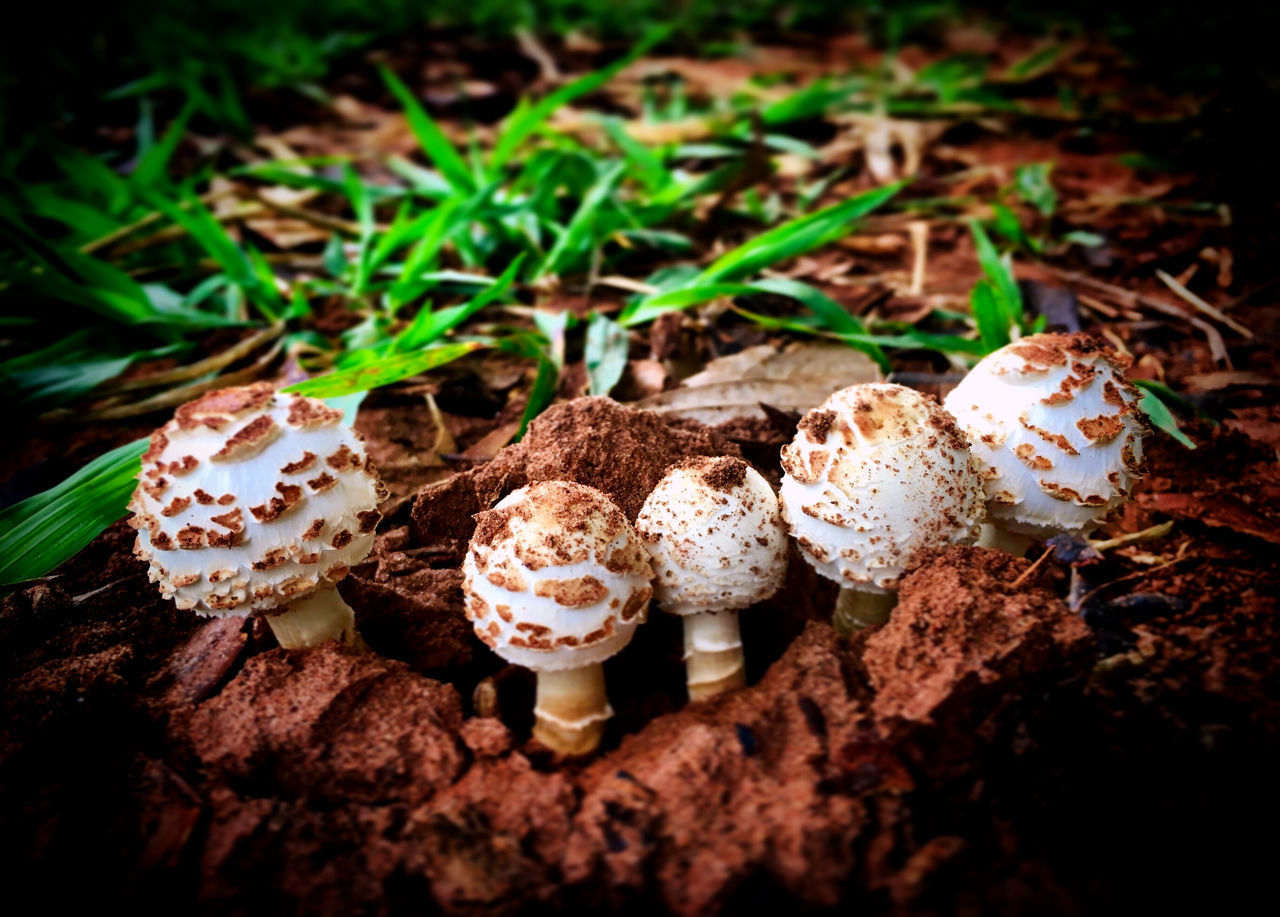HIGH ANGLE VIEW OF MUSHROOMS GROWING ON GROUND