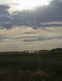 Scenic view of field against sky during sunset