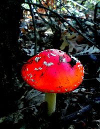 Close-up of fly agaric mushroom