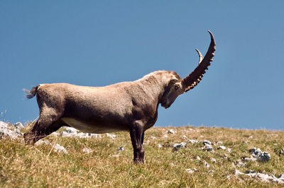 Side view of giraffe on field against sky
