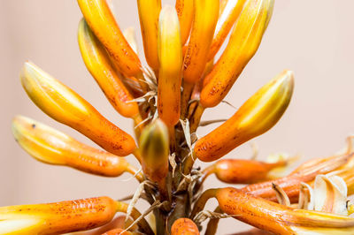 Macro shot of yellow flower