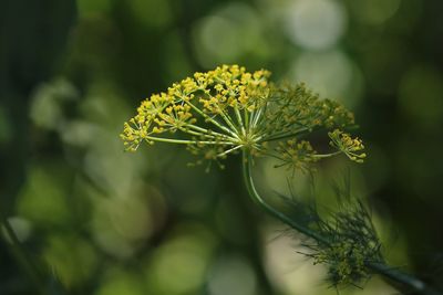 Close-up of flowering plant