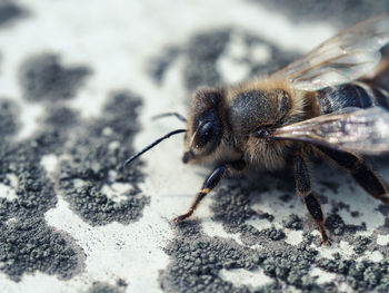 Close-up of honeybee