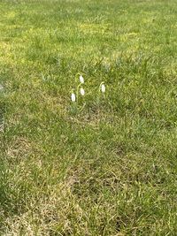 High angle view of flowering plants on field