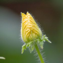 Close-up of yellow flower