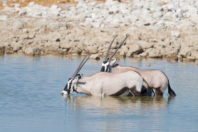 Oryx standing in lake