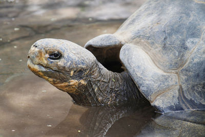 Close-up of turtle