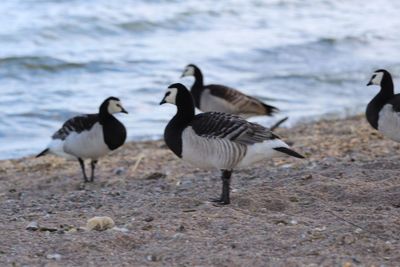 Flock of birds on beach