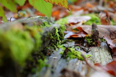 Close-up of mushroom growing on moss